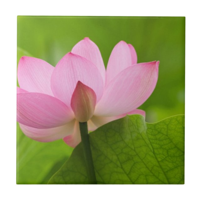 Franklin NC, Perry's Water Garden, Lotus Tile (Front)