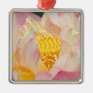 Franklin NC, Perry's Water Garden, Lotus with Metal Tree Decoration