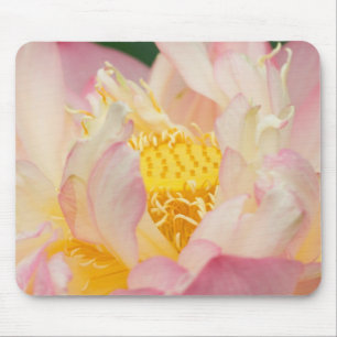 Franklin NC, Perry's Water Garden, Lotus with Mouse Mat