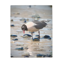 Franklin's Gull