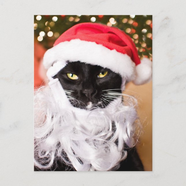 Franny Claus Sad Santa Kitty Holiday Postcard (Front)