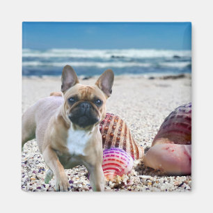 Französische Bulldogge am Strand Magnet