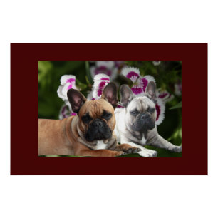 Französische Bulldogge Fotodruck Poster