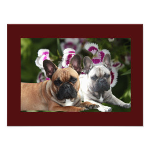 Französische Bulldogge Fotodruck Poster