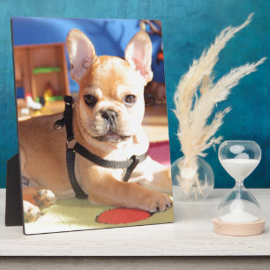 Französische Bulldogge Fotoplatte Plaque