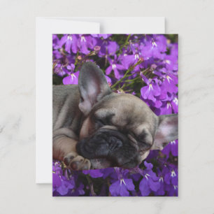 Französische Bulldogge  Invitation