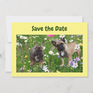 Französische. Bulldogge  Invitation