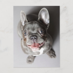 Französische Bulldogge Postcard