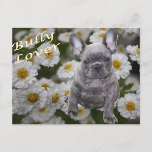 Französische Bulldogge Postkarte Postcard