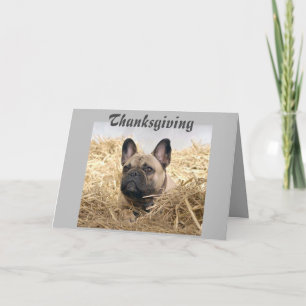 Französische Bulldogge Thanksgiving French Bulldog Invitation
