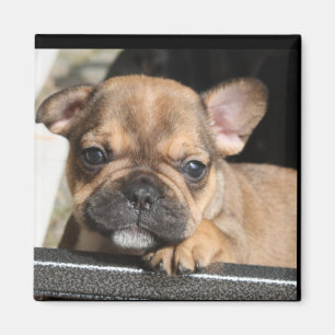 Französische Bulldogge Welpe Magnet