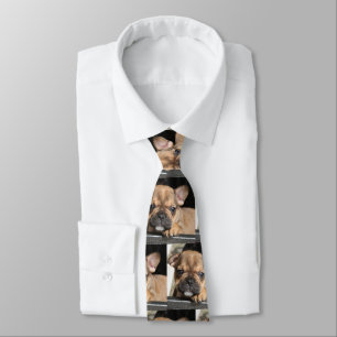 Französische Bulldogge Welpe Tie