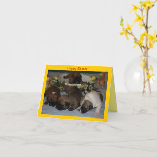 Französische Bulldoggen Grußkarte Ostern Card