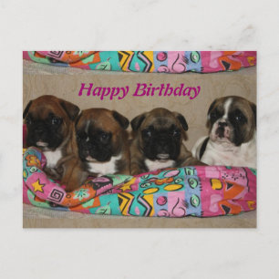 Französische Bulldoggen Postkarte Postcard