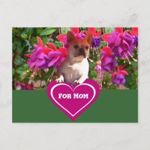 Französische Bulldoggen Postkarten Postcard