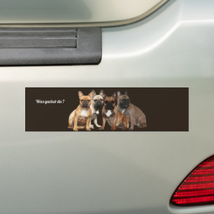  Französische Bulldoggen Was guckst du ?  Bumper Sticker