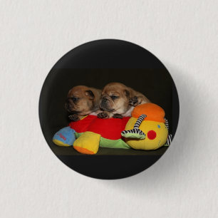 Französische Bulldoggen Welpen Button