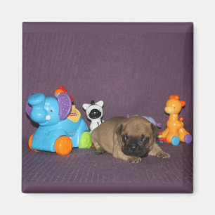 Französischen Bulldoggen Magnet