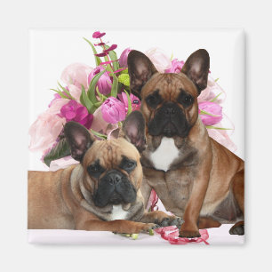 Französischen Bulldoggen  Magnet