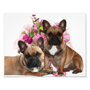 Französischen Bulldoggen Photo Print