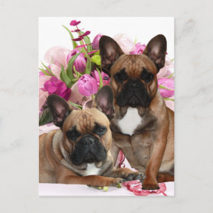 Französischen Bulldoggen  Postcard
