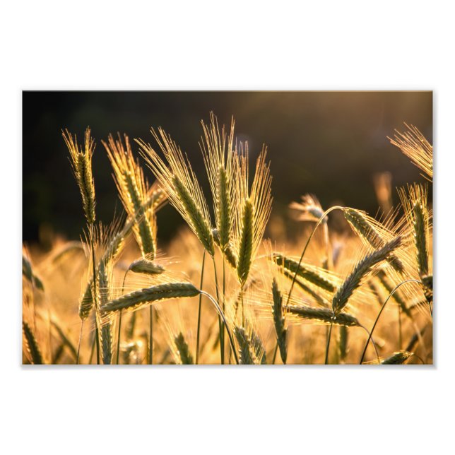 Frarm Fresh Wheat Field Photo Print (Front)
