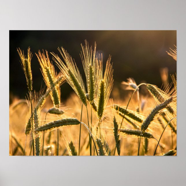 Frarm Fresh Wheat Field Poster (Front)