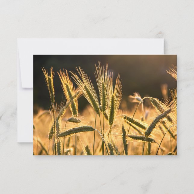 Frarm Fresh Wheat Field Thank You Card (Front)