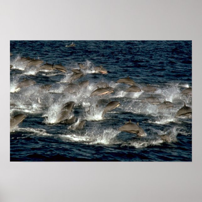 Fraser's dolphin poster (Front)