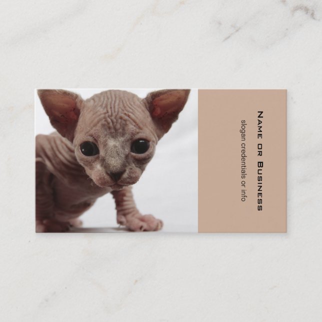 Freaky Cute Furless Sphynx Kitten Business Card (Front)