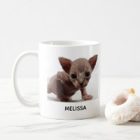 Freaky Cute Furless Sphynx Kitten