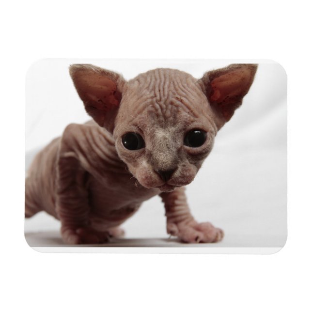 Freaky Cute Furless Sphynx Kitten Magnet (Horizontal)