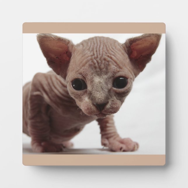 Freaky Cute Furless Sphynx Kitten Plaque (Front)