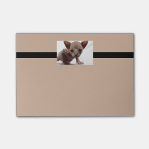 Freaky Cute Furless Sphynx Kitten Post-it Notes