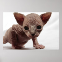 Freaky Cute Furless Sphynx Kitten