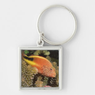 Freckled hawkfish perches on stony corals key ring