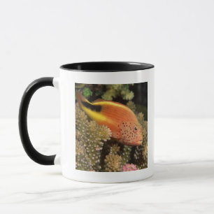 Freckled hawkfish perches on stony corals mug