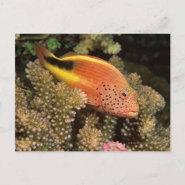 Freckled hawkfish perches on stony corals postcard (Front)