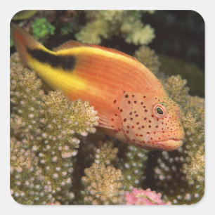 Freckled hawkfish perches on stony corals square sticker