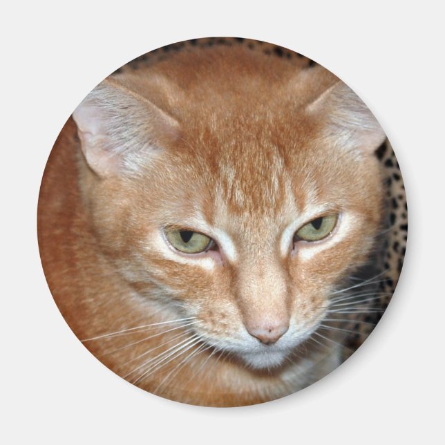 Freddie Magenet Magnet (Front)