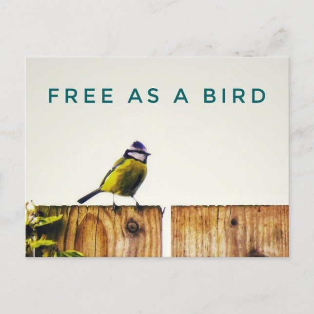 Free as a Bird Postcard (Front)