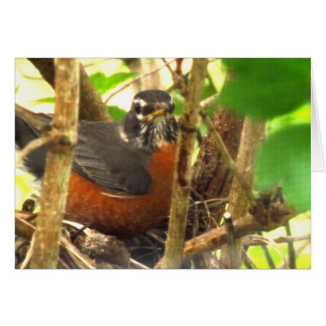 free-bird (Front Horizontal)