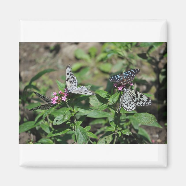 Free Family Tree Nymph, Blue Tiger Butterflies Magnet (Front)