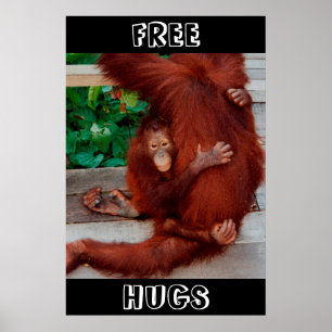 Free Hugs Borneo orangutan Poster