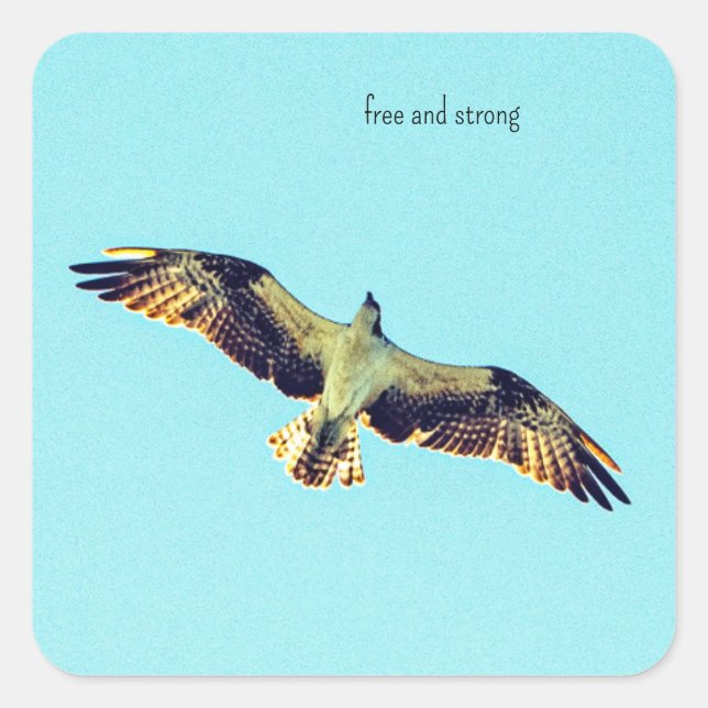 Free Osprey art Square Sticker (Front)