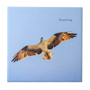 Free Osprey art Tile
