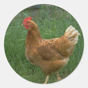 Free Range Chicken Classic Round Sticker