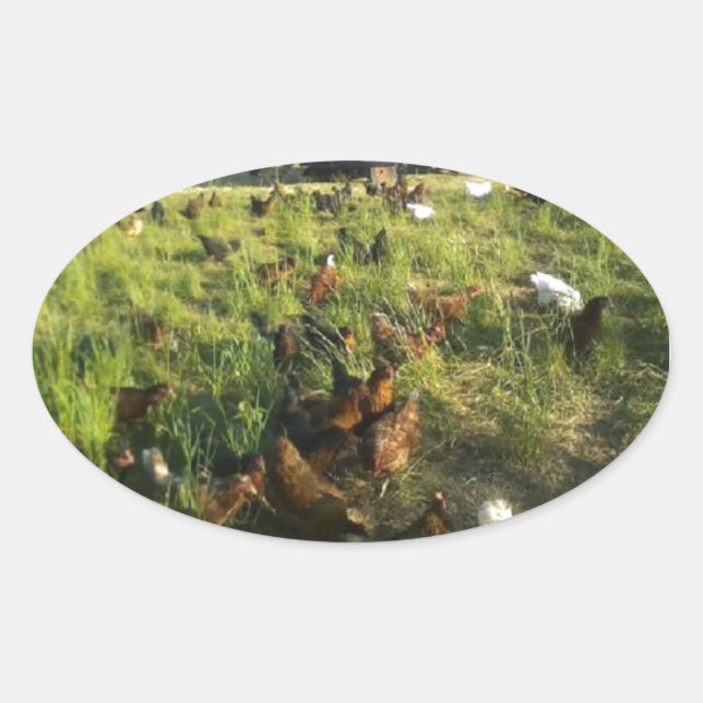 Free Range Hen Stickers (Front)