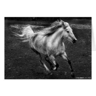 Free Range Joy by Sande Elkins