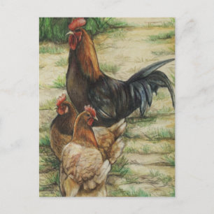 "Free Range" Rooster & 2 Hens Postcard